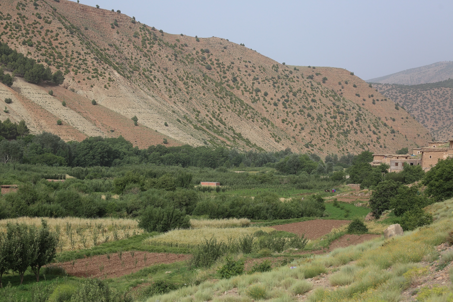 Assif Aït Bou Guemmaz : Bâti rural et Arboriculture traditionnels